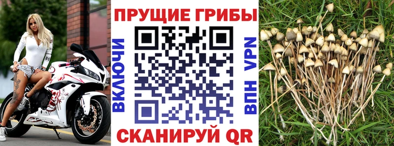 Псилоцибиновые грибы GOLDEN TEACHER  Буинск 